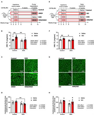 Divergent Cardiac Effects of Angiotensin II and Isoproterenol Following Juvenile Exposure to Doxorubicin